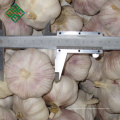 Normaler weißer Knoblauch des frischen Stils für Weltmarkt